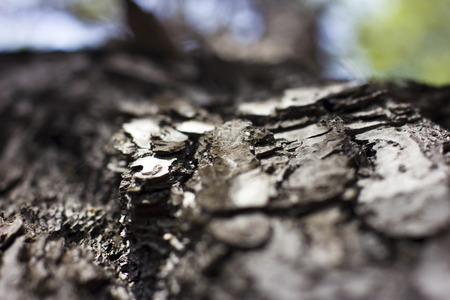Black old bark on the treeの写真素材