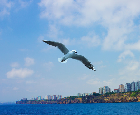 Flying seagull above the blue skyの写真素材