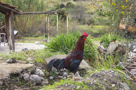 Bright cock in the village of countrysideの写真素材