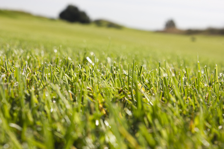 Golf course in Belek. Green grass on field. Blue sky, sunny day
