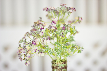 Flower angelica officinalis in a vase. White small flowers on green aureole.の写真素材