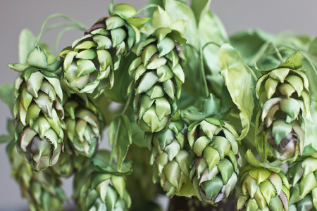 Cones of green hops. Artificial silk flowers in interiorの写真素材