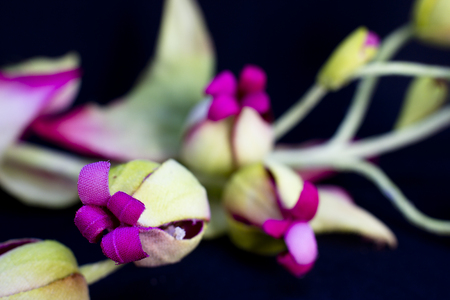 Bouquet of yellow roses with red flowers with buds isolated on a black backgroundの写真素材