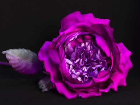 Scarlet peony on a black background. Artificial flower in an interiorの写真素材
