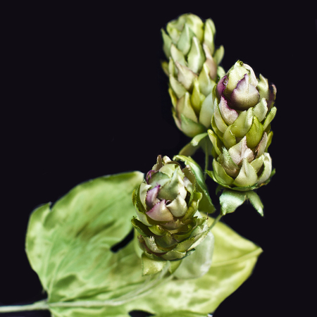 Hop cones isolated on a black background. Artificial silk flowers