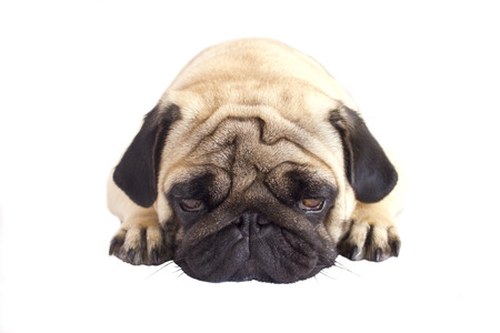 Pug dog isolated. Looking sad with the big eyesの写真素材