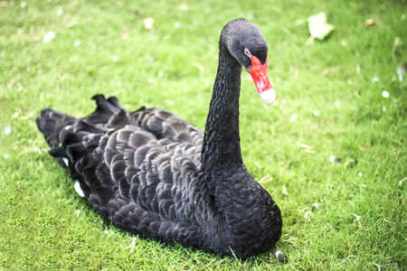 Black swan sits on a green grassの写真素材