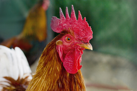 Portrait of a beautiful rooster with the red comb