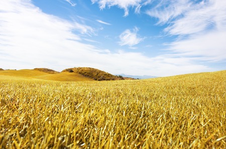 Autumn landscape. Yellow field meadow and a blue sky