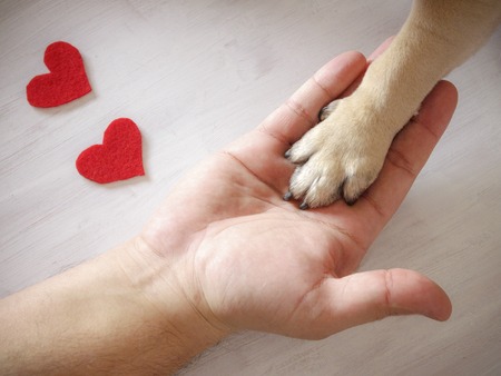 Man holds the dog's paw with love. Red hearts on a white background