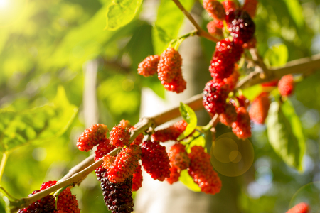Ripe red and purple berries of mulberry on fruit tree under the bright sunの写真素材