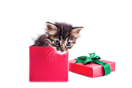 Little tabby kitten in red gift box with a bowの写真素材