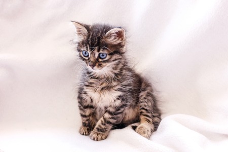 Beautiful fluffy tabby kitten with a big blue eyesの写真素材
