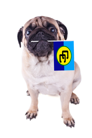 Portrait of a pug dog with Caribbean community flag in the mouth. Caricom Day. Isolatedの写真素材
