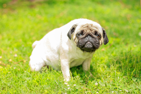 Very funny pug dog outside on a green grassの写真素材