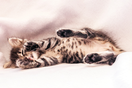 Beautiful fluffy tabby kitten with a big blue eyesの写真素材