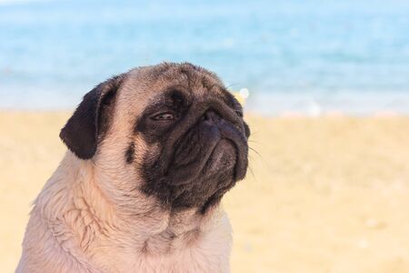 Sad pug dog sits on the beach and looks to the sea. Pug relaxing and chilling outの写真素材