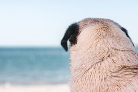 Sad pug dog sits on the beach and looks to the sea. Pug relaxing and chilling outの写真素材