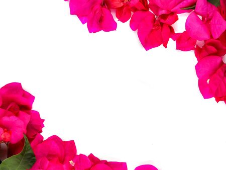 Flatlay of flowers and leaves of the bougainvillea. Botanical Mockupの写真素材