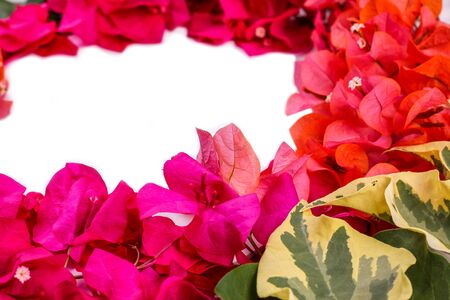 Flatlay of flowers and leaves of the bougainvillea. Botanical Mockupの写真素材