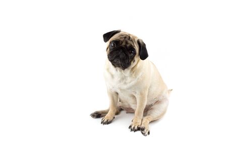 Cute pug dog looking innocent. Very sad dog isolatedの写真素材