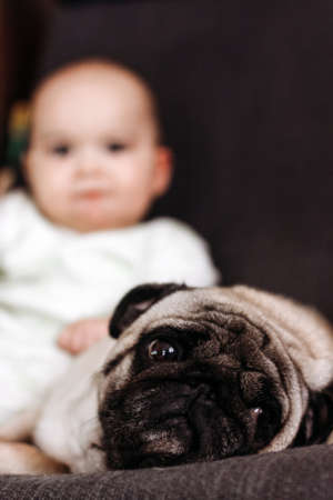 Sad Pug dog lays on chair with the babyの写真素材