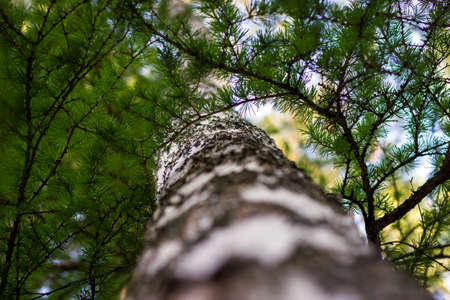 Green birch tree at the woods. Macro photographyの写真素材