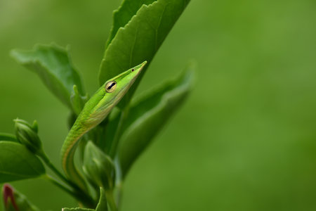 Closeup head of Green snake,Green vine snake ,Long-nosed Whip Snake (Ahaetulla nasuta) in a tree....
