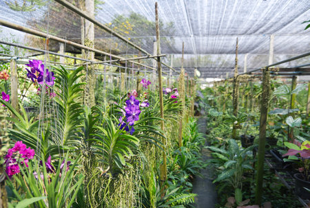 Plant several orchid species in a nursery with black shading to prevent orchids from overheating.