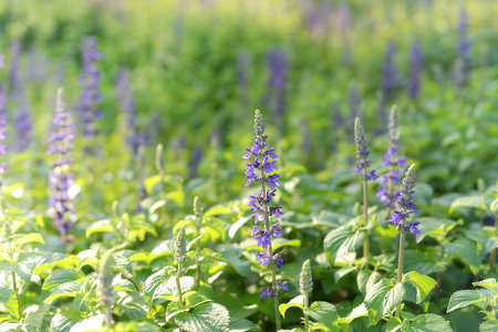 Close up colorful flowers are blooming fresh in the morning of spring garden with blurry green nature background.の写真素材