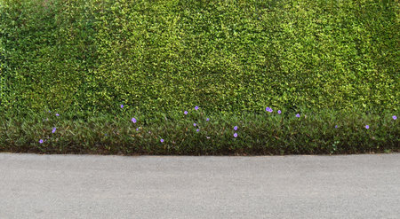 Empty asphalt road with Green fence background decorate with purple flowerの写真素材