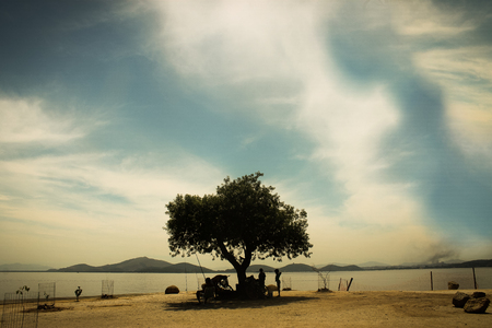 Tree beside of the beachの写真素材