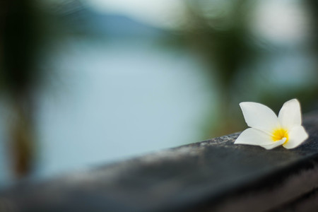 flower on woodの写真素材