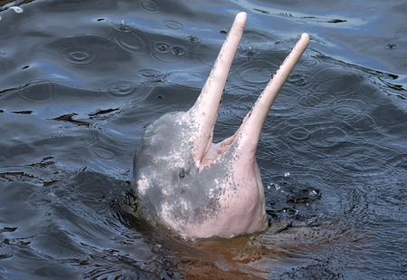 AMAZONIAN DOLPHIN MOUTH OPEN IN RIO NEGRO WATERの写真素材
