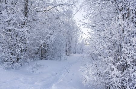 Winter wood