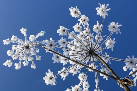 Flowers in hoarfrostの写真素材