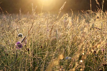 Morning meadow in dew and sun raysの写真素材