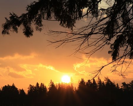 sunset in woodの写真素材