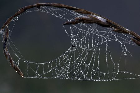 Web in drops of dew in the morningの写真素材