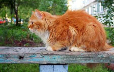 The red cat sits on a benchの写真素材