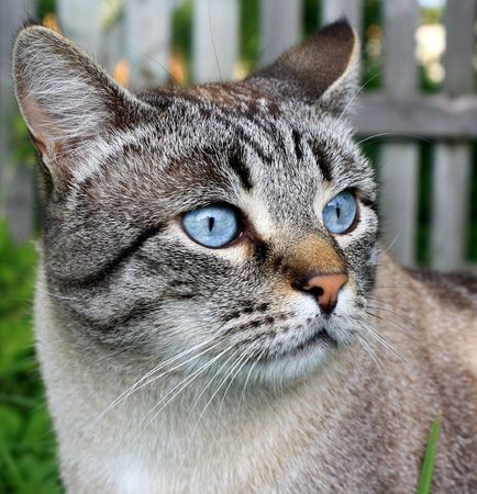 Portrait of a catの写真素材