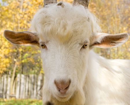 Portrait of a young goatの写真素材