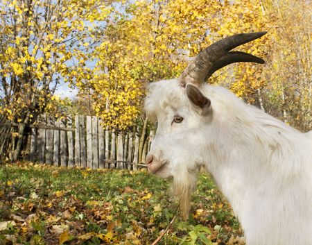 Portrait of a young goatの写真素材