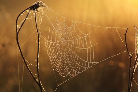 Web in dew and sun raysの写真素材