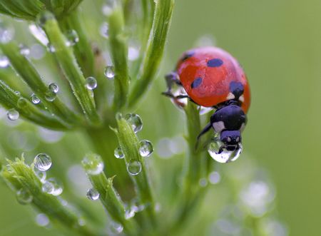Ladybird in dew on a grassの写真素材