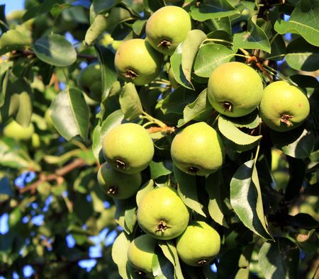 Crop of pears hanging on a treeの写真素材