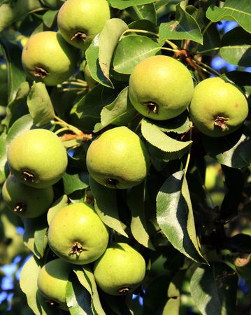 Crop of pears hanging on a treeの写真素材