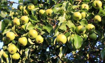 Crop of pears hanging on a treeの写真素材