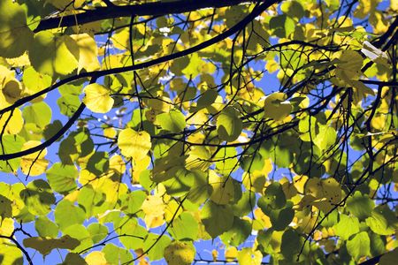 autumn leaves against the blue skyの写真素材