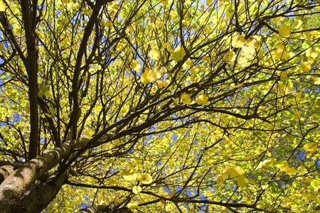 Yellow autumn leaves against the blue skyの写真素材
